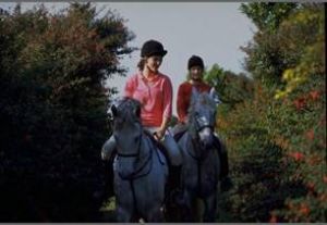 Clonshire Equestrian Centre
